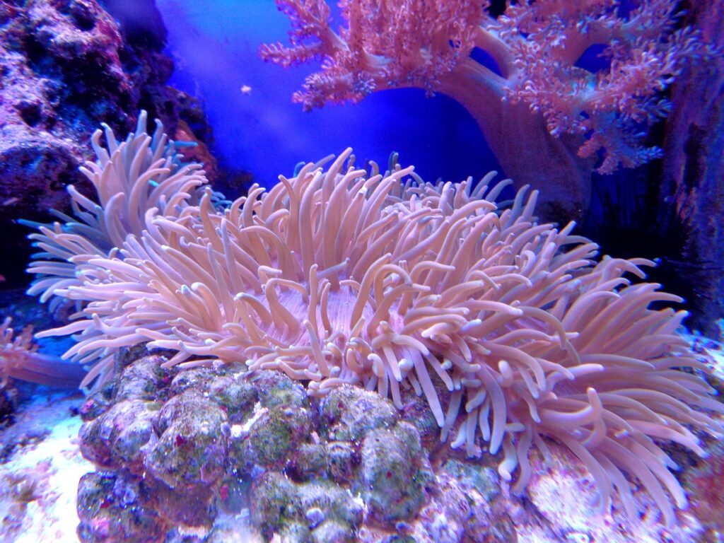 coral, coral reef, aquarium-1053834.jpg