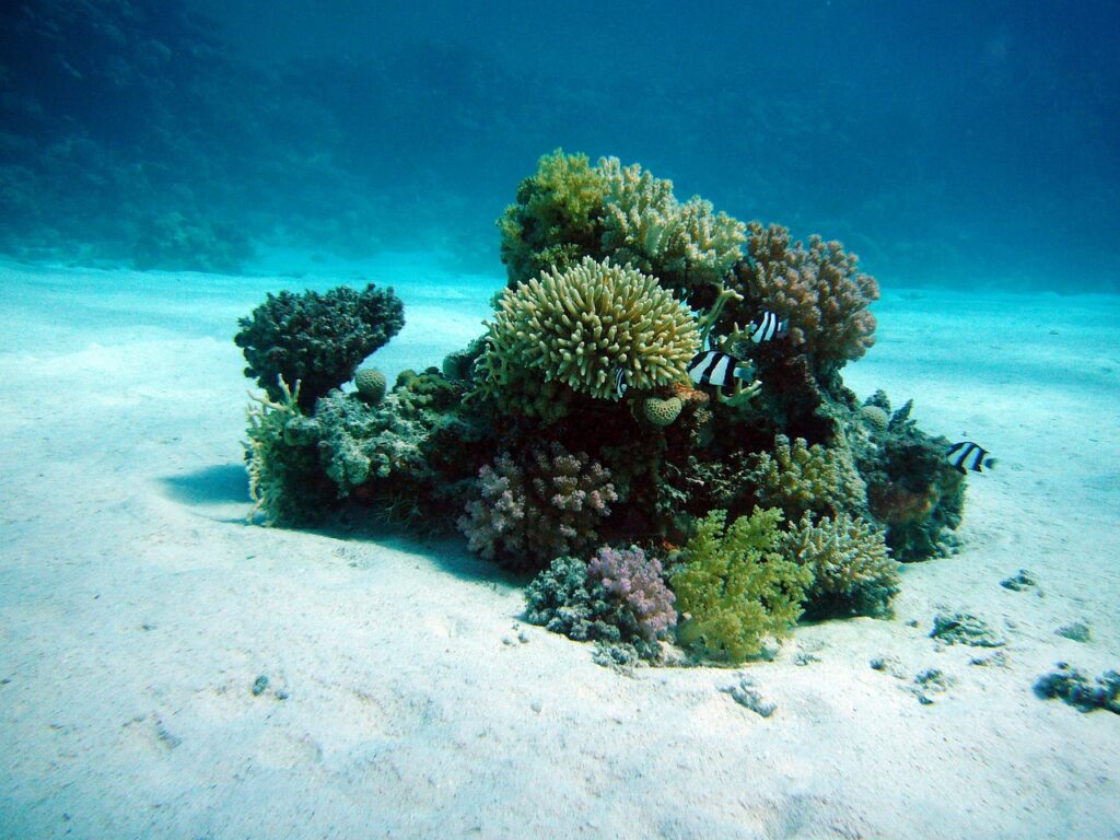 corals, underwater oasis, ocean floor-380039.jpg
