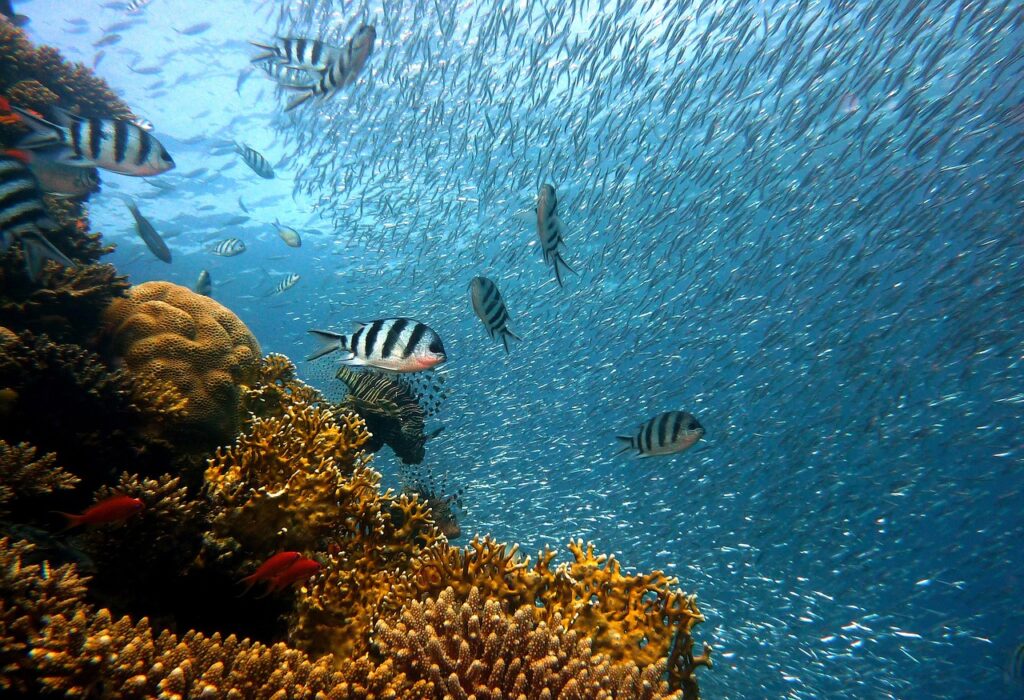 Coral Reefs in Egypt