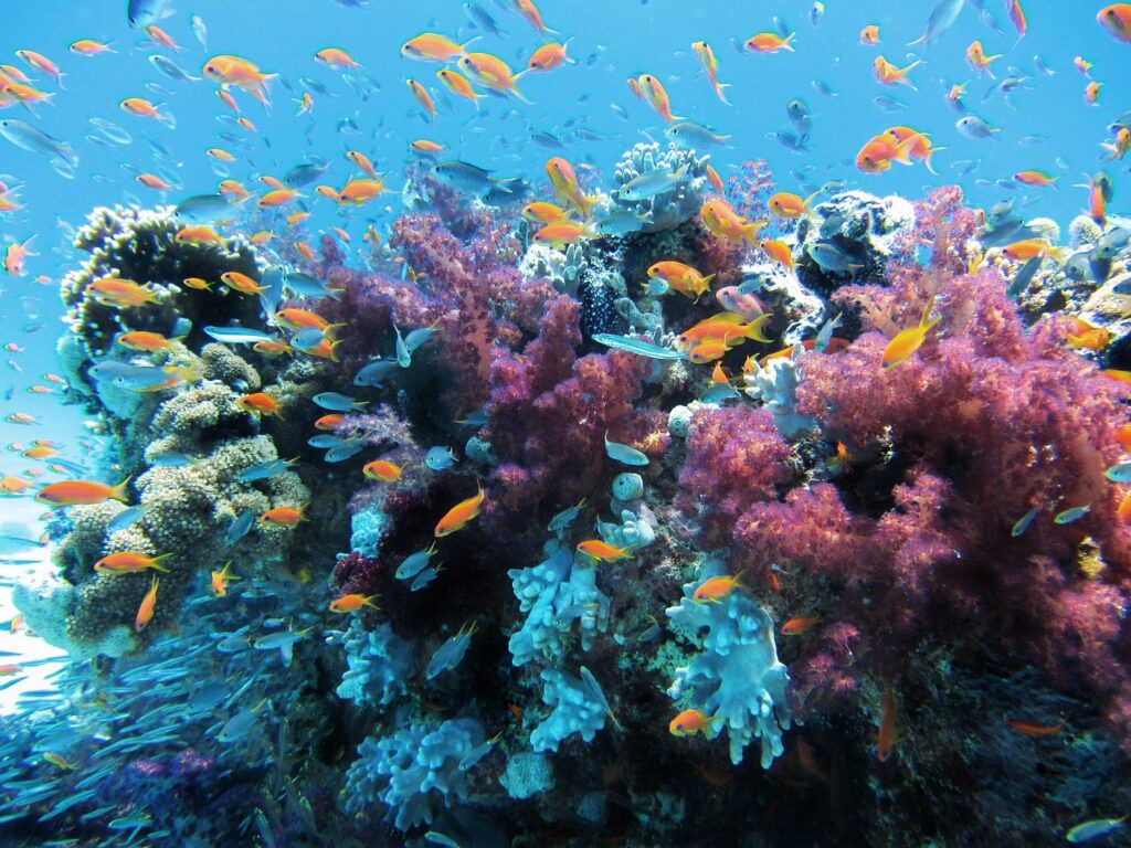 Egypt Coral Reefs